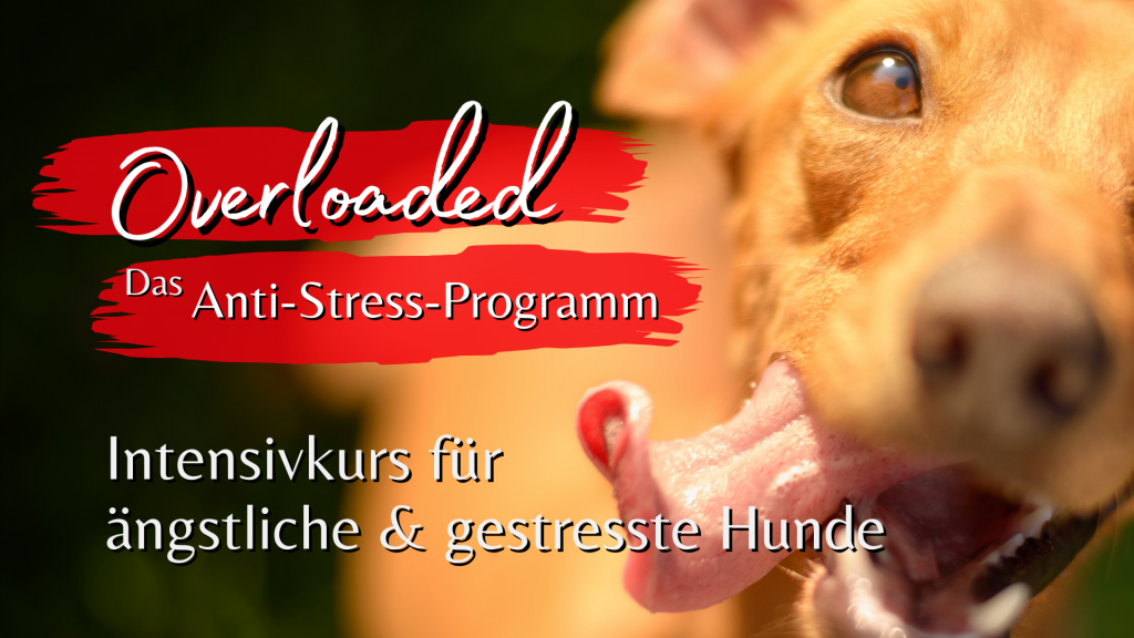 Overloaded - Das Anti-Stress-Programm für ängstliche & gestresste Hunde