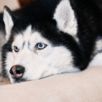 Konditionierte Entspannung bei Hunden mit Düften