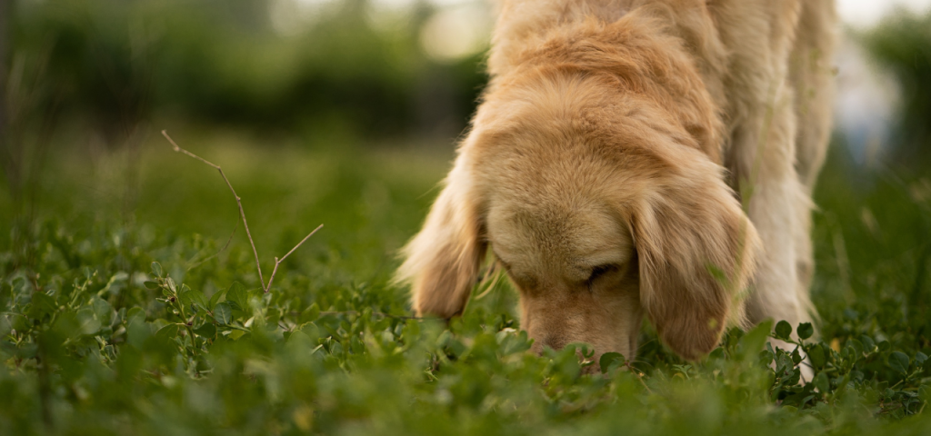 Der ausgeglichene Hund - Voraussetzungen und Tipps für mehr Entspannung und  Wohlbefinden 