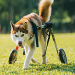 Fit und glücklich: Praktische Tipps zur Verbesserung der Lebensqualität von älteren und behinderten Hunden