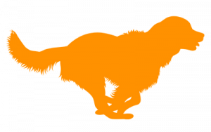 Junghundekurs & Alltagstraining - Kreis Kassel