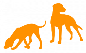 Social Walk Hundebegegnungen - Baunatal Kassel Schauenburg