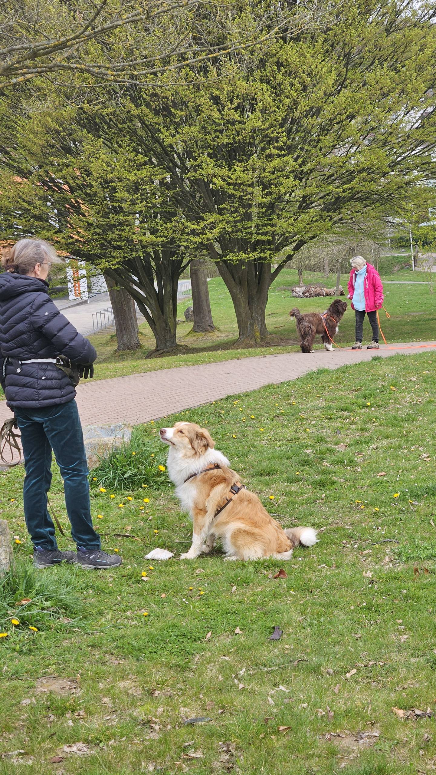Frau übt mit ihrem Hund im Park, im Hintergrund eine weitere Halterin mit zwei Hunden.