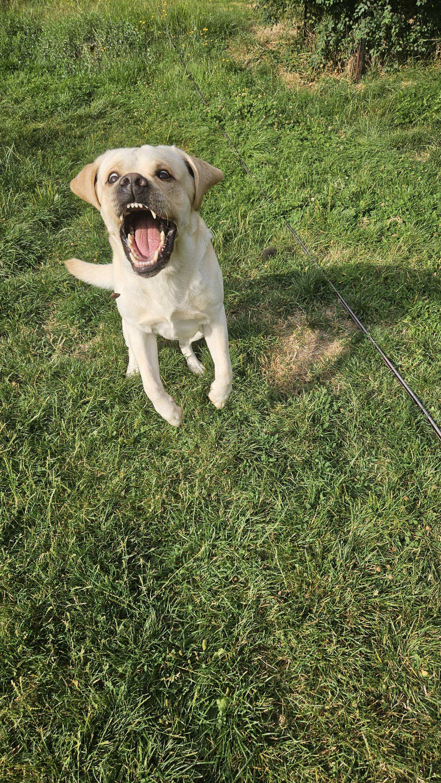 Aufgeregter Hund auf der Wiese