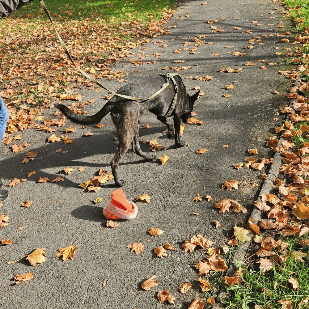 Mantrailing für Familienhunde bei Kassel und Baunatal