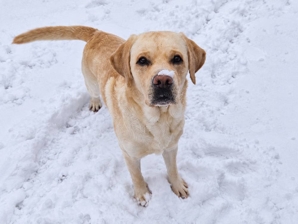 Hund aus dem Adventskalender für sensible und gestresste Hunde
