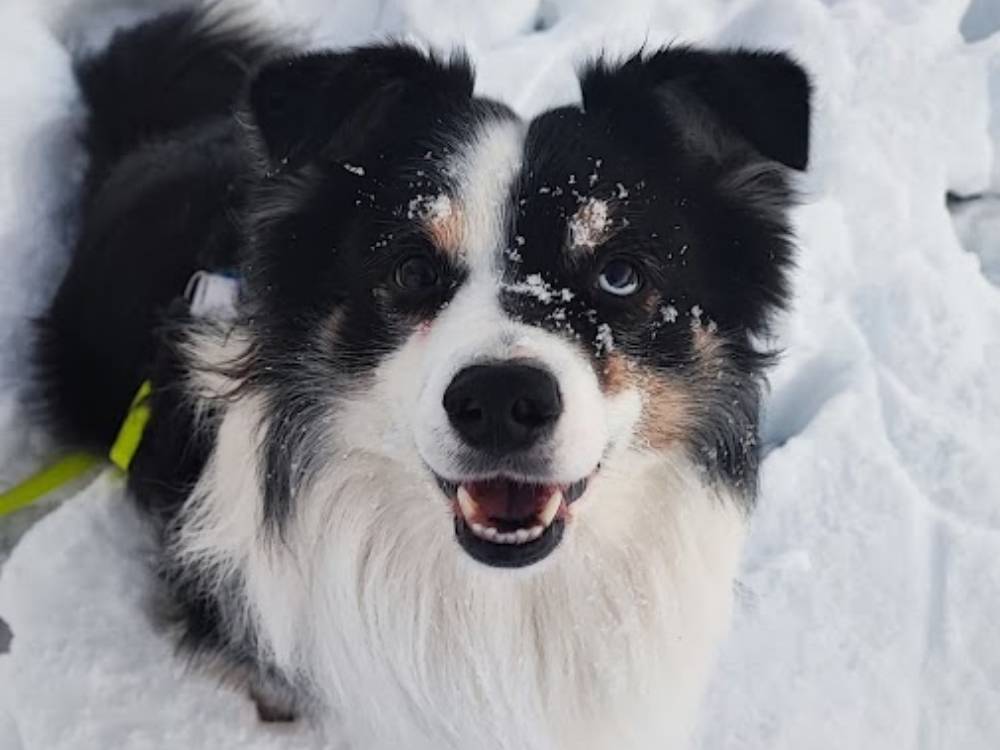 Hund aus dem Adventskalender für sensible und gestresste Hunde
