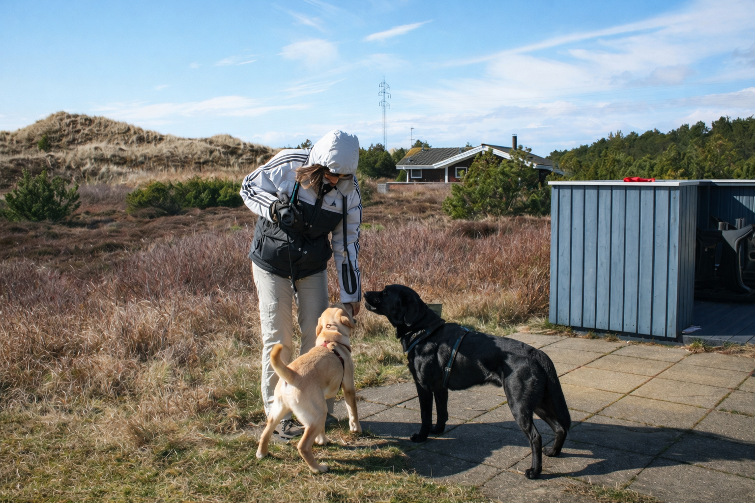 Frau begrüßt zwei Hunde, einen hellen und einen dunklen Labrador, in den Dünen.