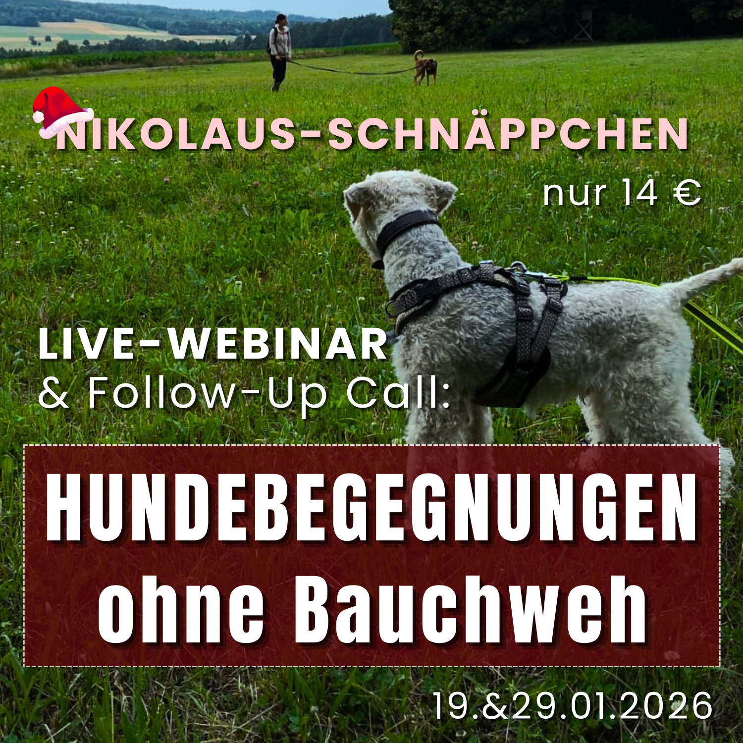 Webinar Training Hundebegegnungen - Leinenaggression