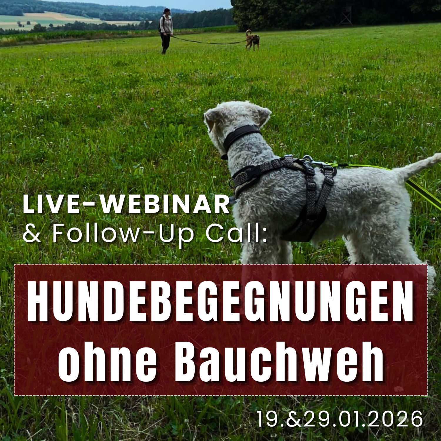 Webinar Training Hundebegegnungen - Leinenaggression