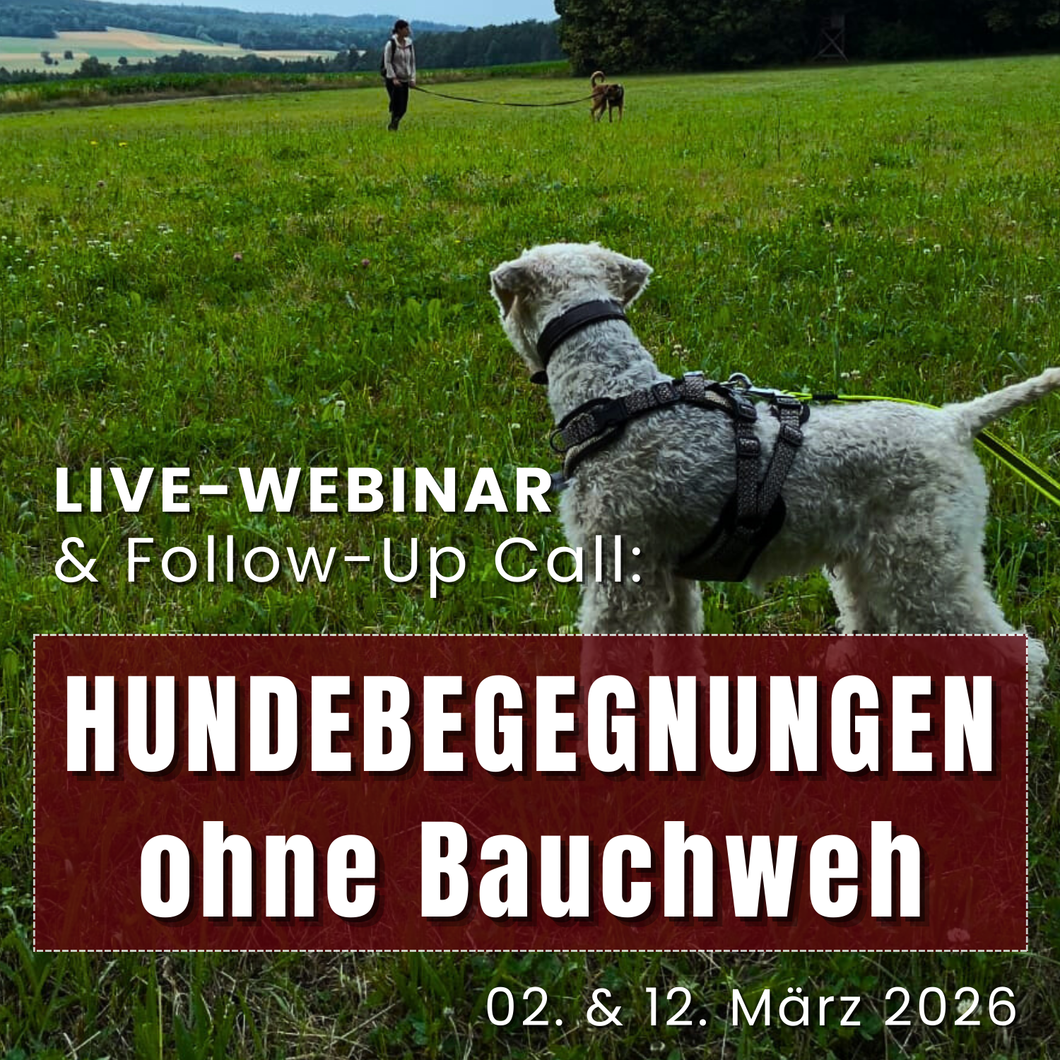 Webinar Training Hundebegegnungen - Leinenaggression
