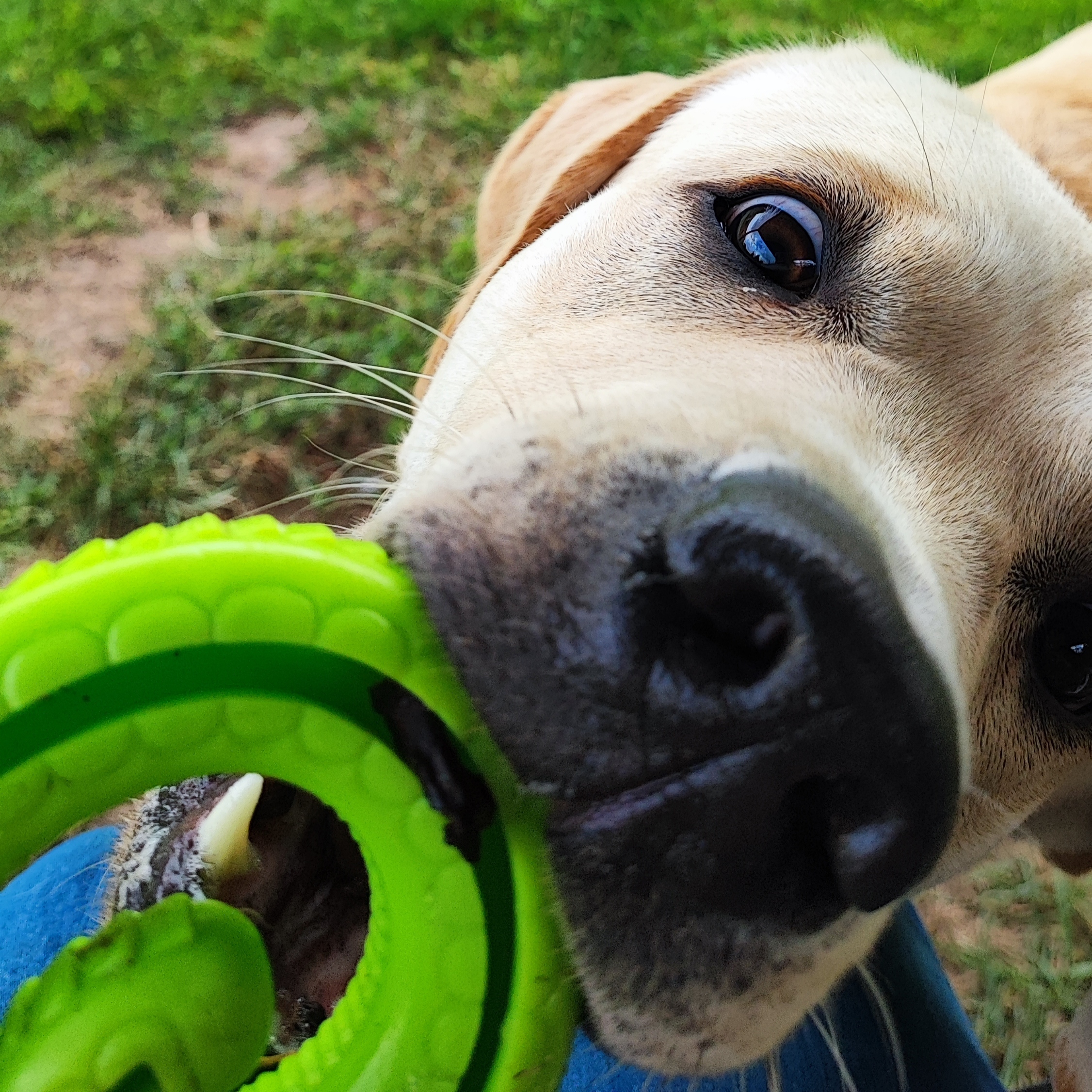 Nahaufnahme eines Labradors mit einem grünen Spielzeug im Maul.