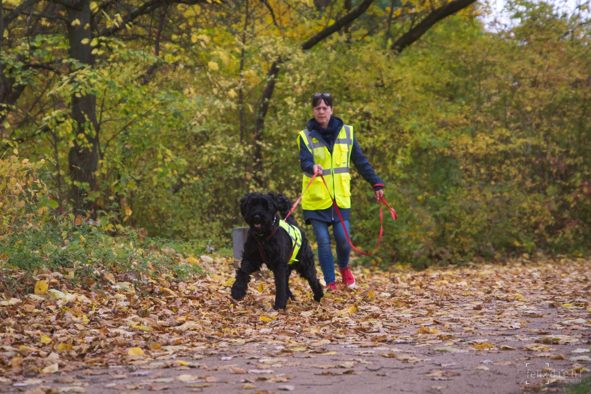 Mantrailing für alle Hunde in Schauenburg und Baunatal bei Kassel Mantrailing für alle Hunde in Schauenburg und Baunatal bei Kassel