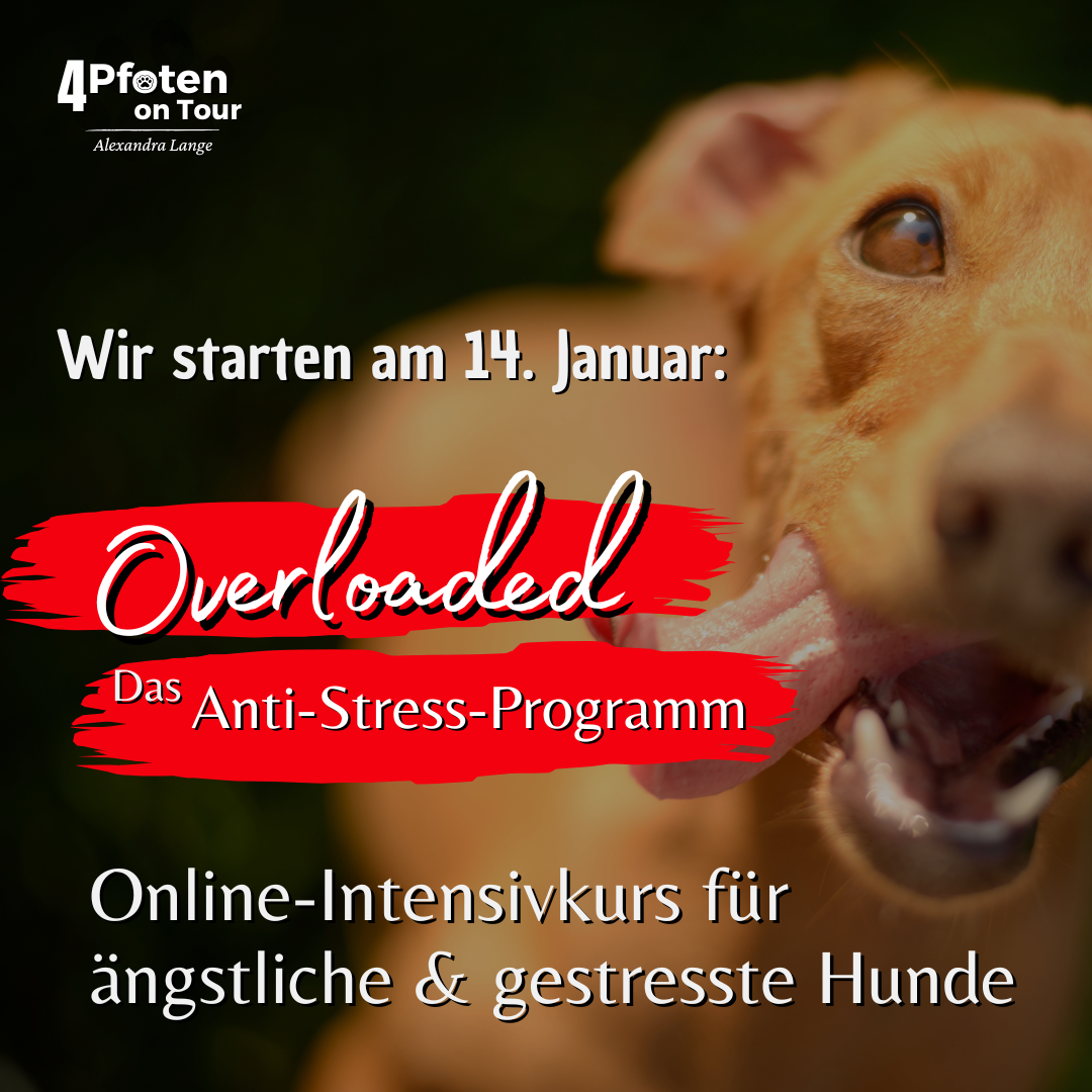 Overloaded - Das Anti-Stress-Programm für ängstliche und gestresste Hunde
