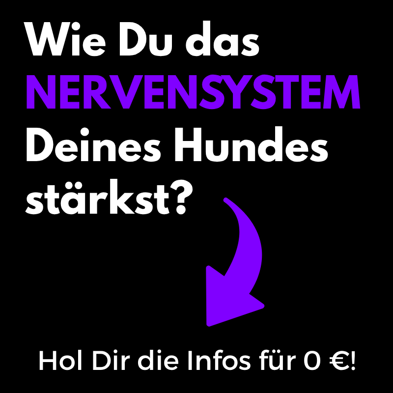 Nervensystem Hund stärken