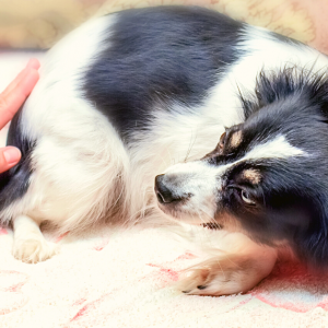 Training an der Angst bei Hunden Training an der Angst bei Hunden