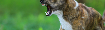 Offensives Drohen beim Hund - Aussehen & Funktion