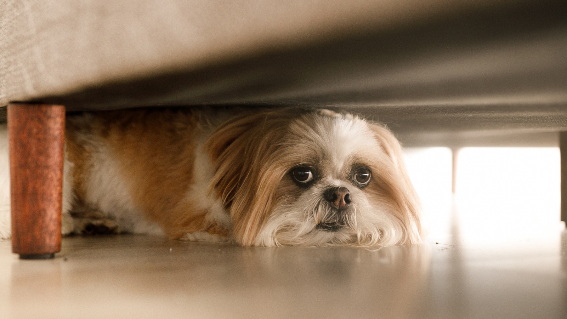 Typische Fehler im Umgang bei Hunden mit Angst