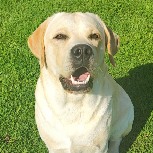 Overloaded - Anti-Stress-Programm für ängstliche und gestresste Hunde Overloaded - Anti-Stress-Programm für ängstliche und gestresste Hunde