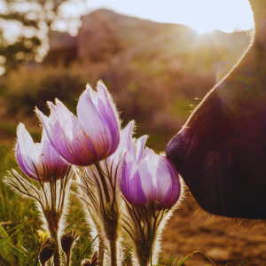 Wohlbefinden und Entspannung beim Hund effektiv verbessern Wohlbefinden und Entspannung beim Hund effektiv verbessern
