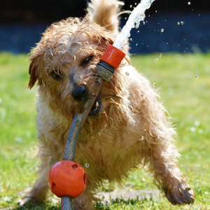 Overloaded - Anti-Stress-Programm für ängstliche und gestresste Hunde Overloaded - Anti-Stress-Programm für ängstliche und gestresste Hunde