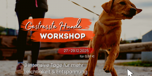 Gestresste Hunde Workshop - Für mehr Entspannung und Leichtigkeit mit Deinem Hund