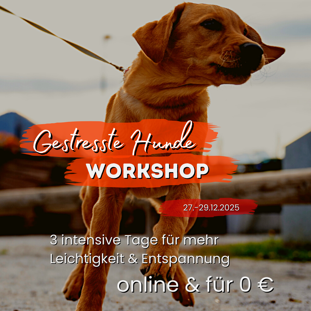 Gestresste Hunde Workshop - mehr Entspannung für Dich und Deinen Hund