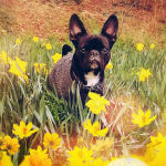 silvester-3-150x150 (1)