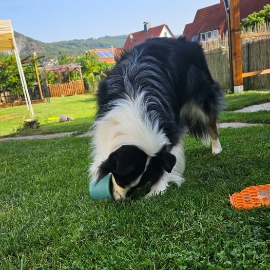 Border Collie spielt im Garten mit einem Zerrspielzeug.