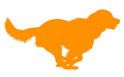 Junghundekurs Junghundetraining Baunatal Kassel